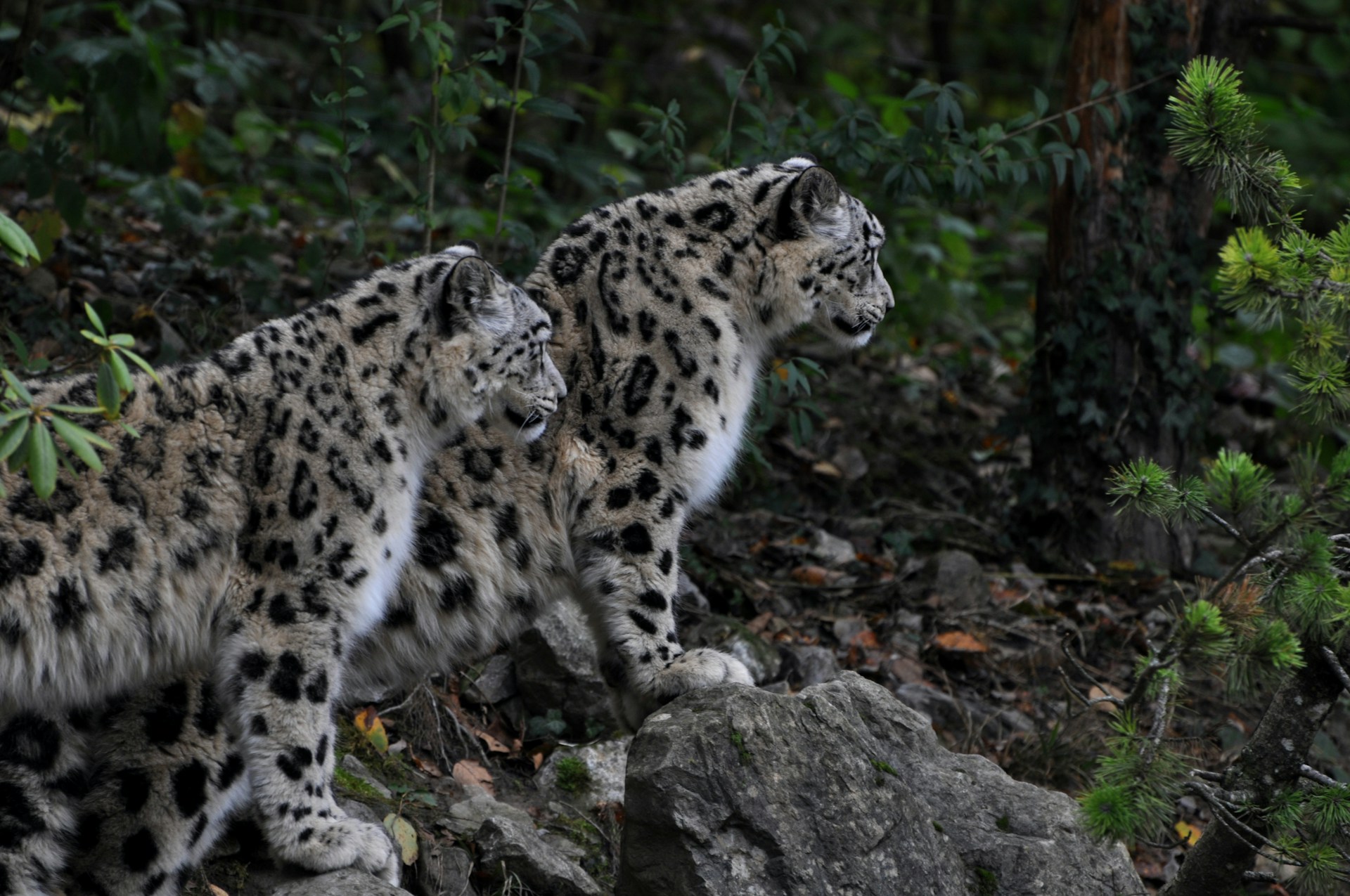 Two snow leopards standing side by side in a rocky forest.